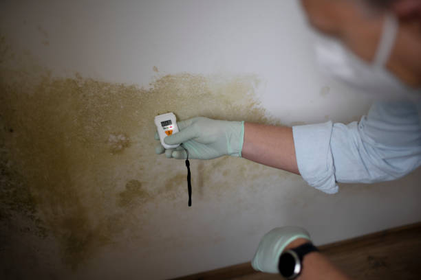 Best Mold Remediation Services  in Madeira Beach, FL