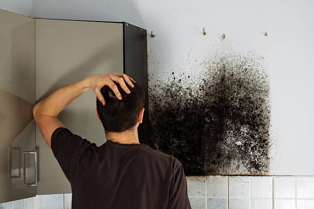 Best Mold Damage Repair  in Madeira Beach, FL